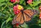 Monarch butterfly on lantana flower