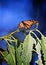 Monarch butterfly leaves