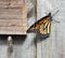Monarch Butterfly Leaving its Empty Chrysalis