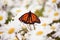 Monarch butterfly on lushly blooming white daisies.The most famous butterfly of North America is the monarch`s daaid. Gentle artis