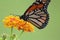 Monarch Butterfly Macro-Photography