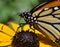 Monarch butterfly macro tongue sipping flower nectar