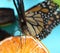 Monarch butterfly macro tongue sipping orange fruit