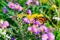 Monarch butterfly on the magenta asters