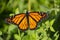 Monarch butterfly male on flower