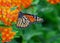 Monarch butterfly on milkweed