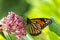 Monarch Butterfly on Milkweed Flower