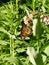 Monarch butterfly on milkweed flower at Cayuga Lake