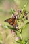 Monarch butterfly on a milkweed plant