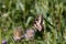 Monarch butterfly on milkweed plant