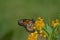 Monarch butterfly on Milkweed plants