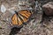 Monarch butterfly in the nature