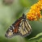 Monarch butterfly nectaring on butterfly weed