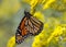 Monarch Butterfly Nectaring on Canada Goldenrod