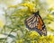 Monarch Butterfly Nectaring on Canada Goldenrod