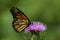Monarch Butterfly Nectaring on Thistle