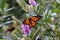 Monarch Butterfly on a New Zealand Hebe Flower