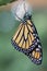 Monarch Butterfly newly emerged from Chrysalis dries wings green background