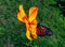 Monarch Butterfly and orange flower