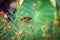 Monarch butterfly on orange flower cluster against bright green bokeh elephant ear and flower garden - room for copy