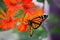 Monarch butterfly on orange flowers