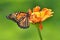 Monarch butterfly on orange zinnia Colbourne Lodge garden High Park