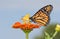 Monarch butterfly on an orange zinnia flower, sharing it with a tiny Skipper butterfly