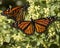 Monarch Butterfly pair