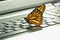 Monarch Butterfly on the pc keyboard ecological energy concept