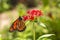 Monarch Butterfly On Pentas Plant In Garden