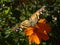 Monarch Butterfly Perched on a Flower