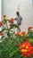 Monarch butterfly perched on flowers with zombie Halloween decoration in background