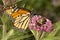 Monarch butterfly perched on milkweed flowers in Vernon, Connect