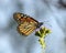 Monarch butterfly perched on a plant at the Dallas Zoo in Texas.