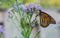 An monarch butterfly is perched on purple asters in a garden