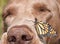Monarch butterfly perched on the side of a dog\'s nose