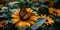 Monarch butterfly perched on a vibrant sunflower