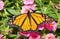 Monarch butterfly on pink Calibrachoa blooms