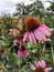 Monarch Butterfly on a Pink Coneflower