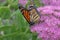 Monarch butterfly on pink flower