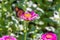 Monarch Butterfly on a Pink Flower