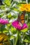 Monarch Butterfly on a Pink Flower