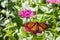 Monarch Butterfly on a Pink Flower