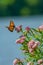 Monarch Butterfly with Pink Flowers Lake background