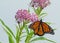 Monarch Butterfly on Pink Milkweed