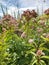 Monarch butterfly on pink milkweed