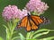 Monarch Butterfly on Pink Milkweed Flower