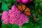 Monarch Butterfly on Pink Orpine Flower