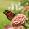 Monarch butterfly on pink Zinnia