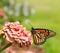 Monarch butterfly on pink Zinnia